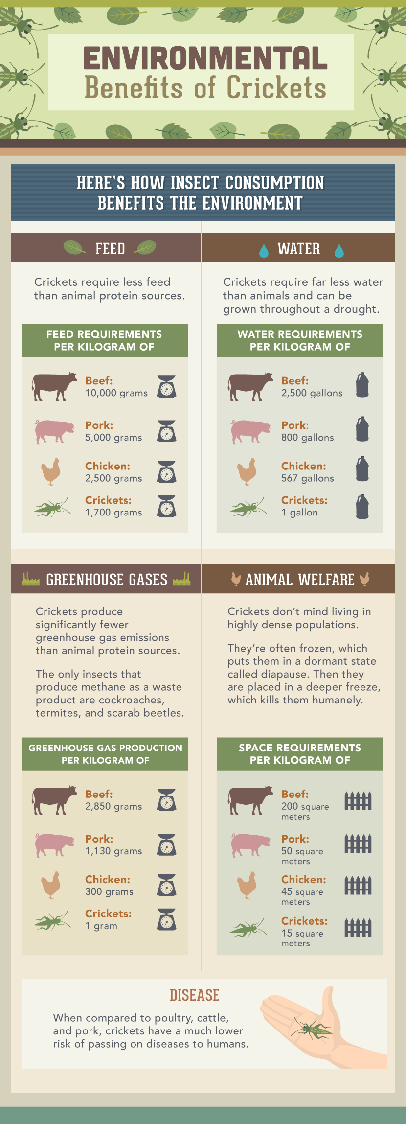 Eating Insects for Protein